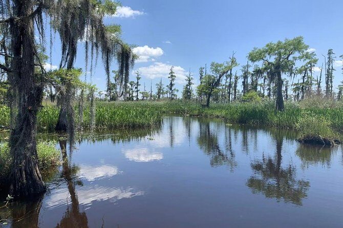 Large Airboat Swamp Tour with Transportation from New Orleans - Wildlife Spotting That Feels Real: Alligators and More