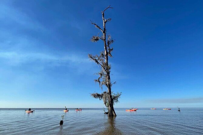 Manchac Swamp Extended 4-Hour Kayak Tour with Pickup - Why “Skip Beginner-Level Tours” Is the Right Choice