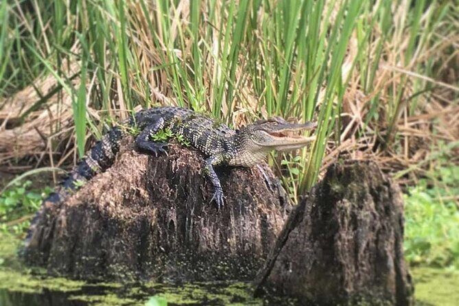 Manchac Swamp Extended 4-Hour Kayak Tour with Pickup - Food and Drinks: Plan Ahead for a 4-Hour Paddle