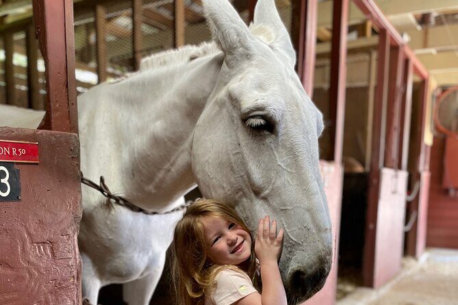 Mules in New Orleans Barn Tour - Key highlights worth planning for