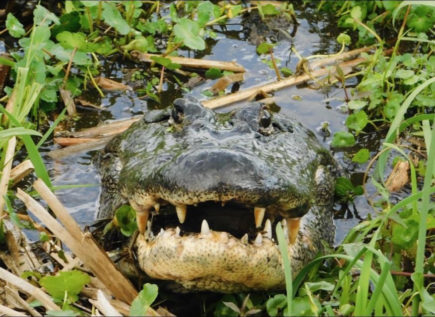 New Orleans: 10 Passenger Airboat Swamp Tour - Key things to know before you go