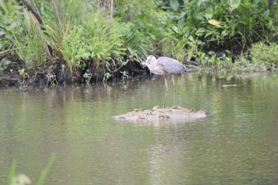 New Orleans: 10 Passenger Airboat Swamp Tour - Meet your guide and learn how to spot wildlife