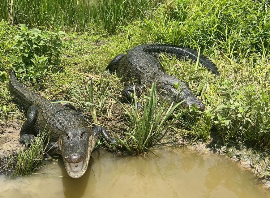 New Orleans: 16 Passenger Airboat Swamp Tour - Bayou Bound: 16-Passenger Airboat on Private Property Near New Orleans