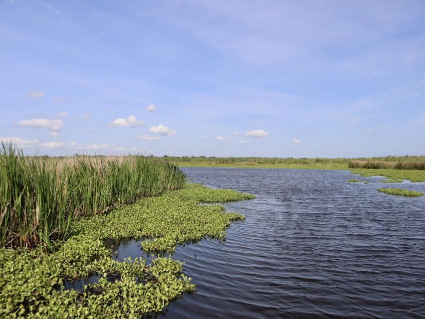 New Orleans: 16 Passenger Airboat Swamp Tour - Price and Value: What $65 Gets You