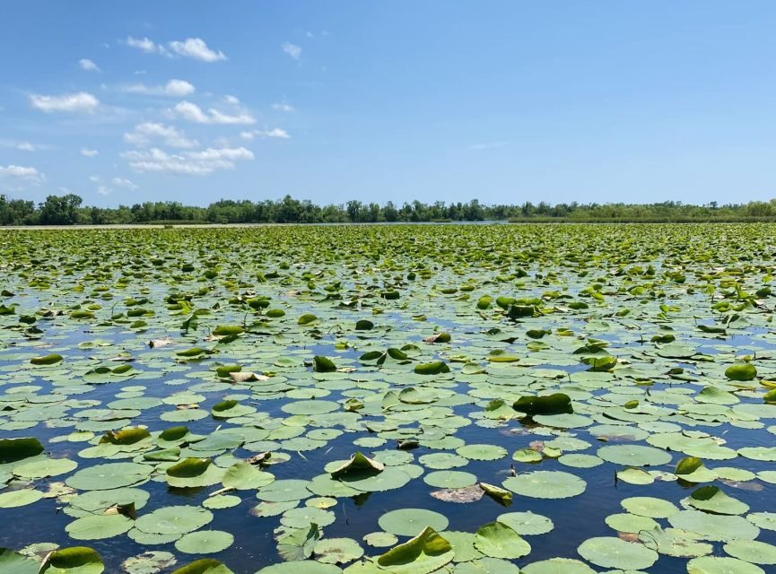 New Orleans: 16 Passenger Airboat Swamp Tour - What to Bring and Wear for a Comfortable Ride