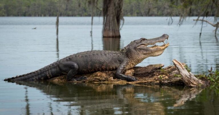 New Orleans: 16 Passenger Airboat Swamp Tour - Your Airboat Setup: Speed, Sound, and Safety Comfort