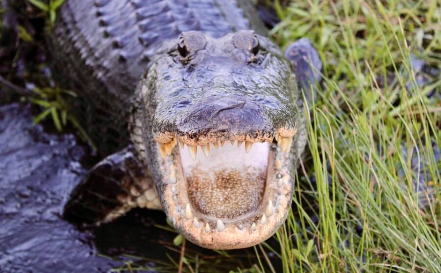 New Orleans: 6 Passenger Premium Airboat Swamp Tour - What Makes This Tour Premium: Private Property and a Small Boat