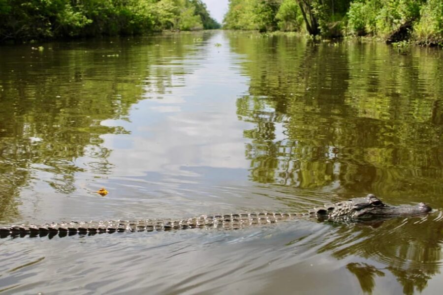 New Orleans: 6 Passenger Premium Airboat Swamp Tour - Guide Style: What You Learn Without the Lecture