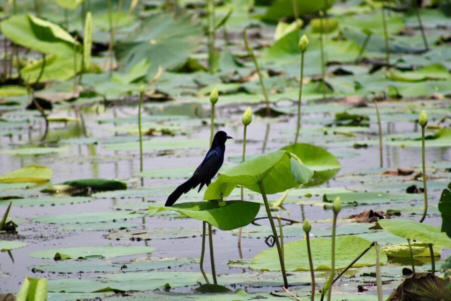 New Orleans: 6 Passenger Premium Airboat Swamp Tour - Speed, Safety, and Hearing Protection on an Airboat