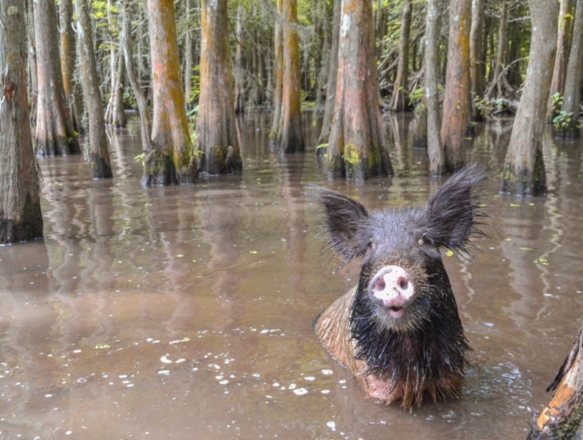 New Orleans: Airboat or Pontoon Boat Cruise with Transfers - Your 3–3.5 Hour Game Plan (Including the 90-Minute Cruise)