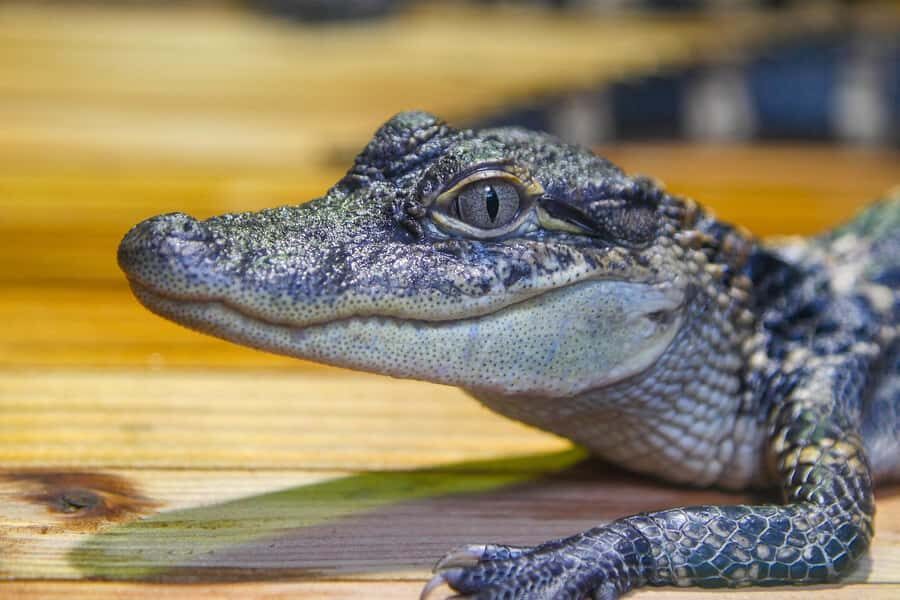 New Orleans: Audubon Aquarium & Insectarium Ticket - Practical Logistics: Hours, Strollers, and Getting In Smoothly
