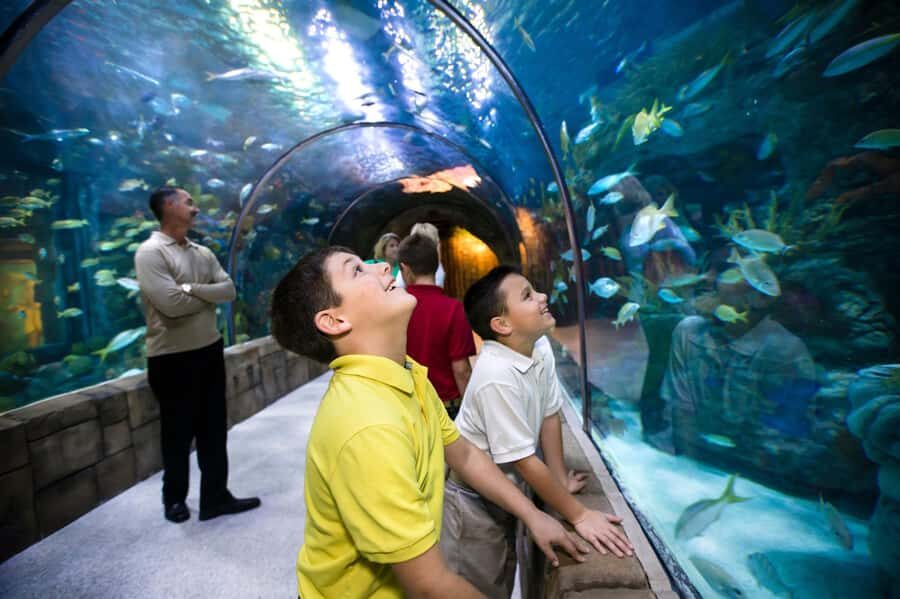 New Orleans: Audubon Aquarium & Insectarium Ticket - Great Maya Reef Tunnel and the 450,000-Gallon Gulf Habitat