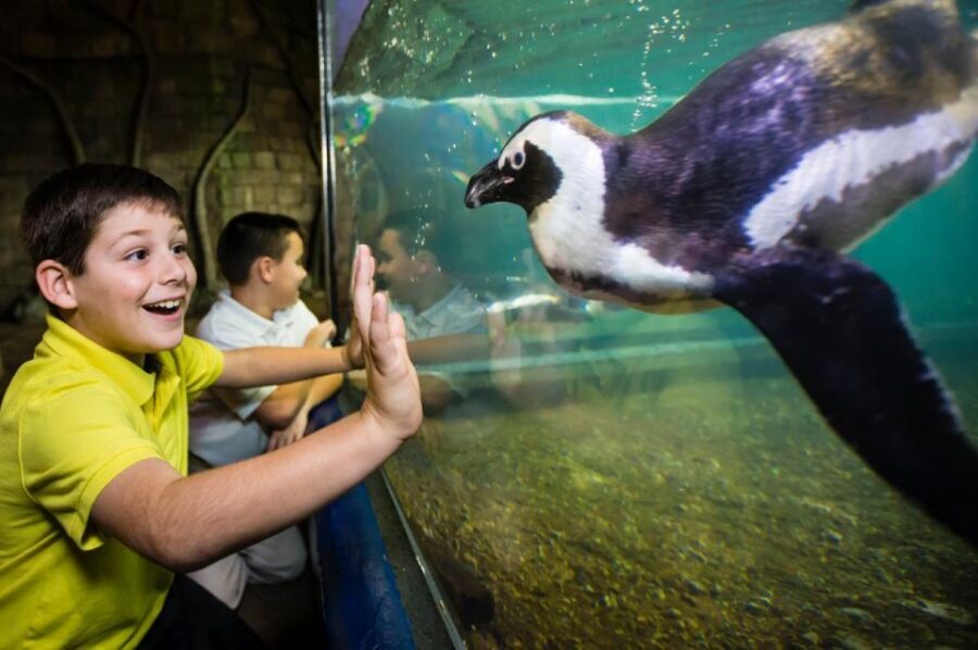 New Orleans: Audubon Aquarium & Insectarium Ticket - Shark Discovery Touch Pool: The Hands-On Moment That Changes the Day