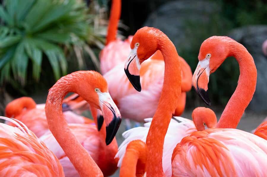 New Orleans: Audubon Zoo Ticket and Combination Option - Audubon Zoo Tickets: What You’re Really Buying for $39