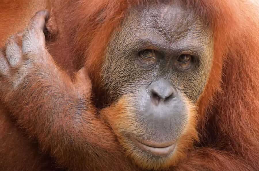 New Orleans: Audubon Zoo Ticket and Combination Option - The Animal Highlights That Actually Make You Slow Down