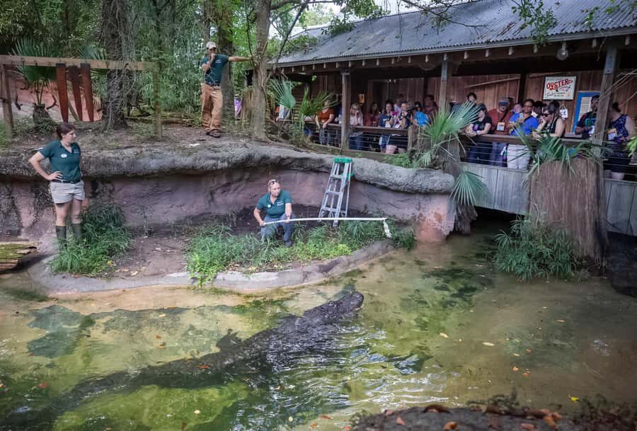New Orleans: Audubon Zoo Ticket and Combination Option - The Exhibits That Turn a Zoo Visit Into a Route