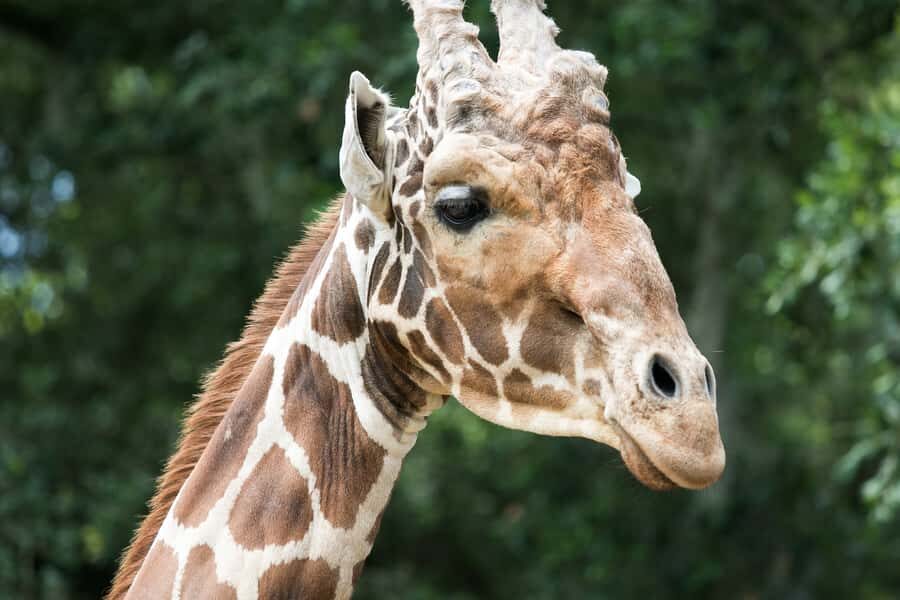 New Orleans: Audubon Zoo Ticket and Combination Option - Animal Care Demonstrations: The Free “Learning Upgrade”