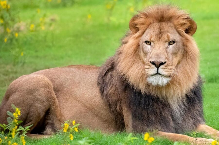 New Orleans: Audubon Zoo Ticket and Combination Option - Optional Add-On: Aquarium and Insectarium/Botanical Butterfly Garden