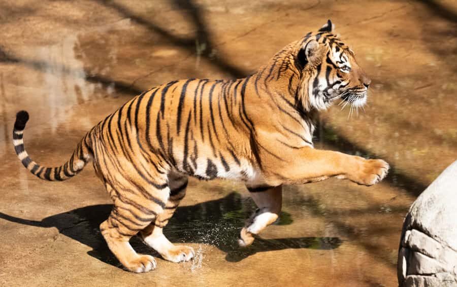New Orleans: Audubon Zoo Ticket and Combination Option - Comfort Notes That Matter on Real Days