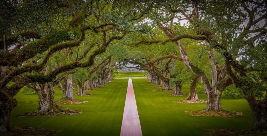 New Orleans: Bayou Swamp Tour and Oak Alley Plantation Tour - Swamp and Plantation, From 10:30 Hotel Pickup to Oak Alley at 3:00