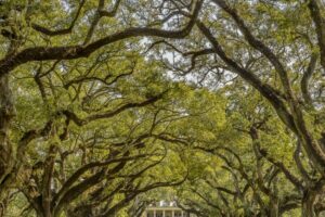 New Orleans: Bayou Swamp Tour and Oak Alley Plantation Tour - Alligators, Gauze, and Real Wildlife Spotting (Without the Guesswork)