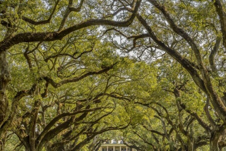 New Orleans: Bayou Swamp Tour and Oak Alley Plantation Tour - Alligators, Gauze, and Real Wildlife Spotting (Without the Guesswork)