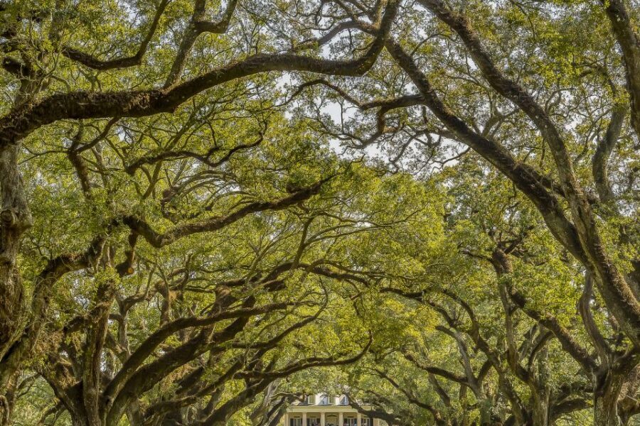 New Orleans: Bayou Swamp Tour and Oak Alley Plantation Tour - Alligators, Gauze, and Real Wildlife Spotting (Without the Guesswork)