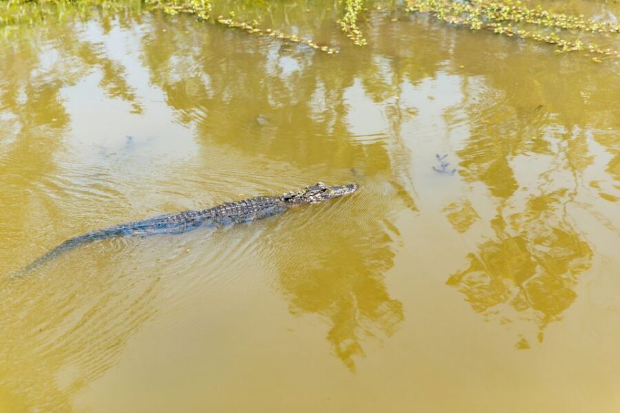 New Orleans: Bayou Tour in Jean Lafitte National Park - What to Wear and Bring (So You Enjoy the Whole 90 Minutes)