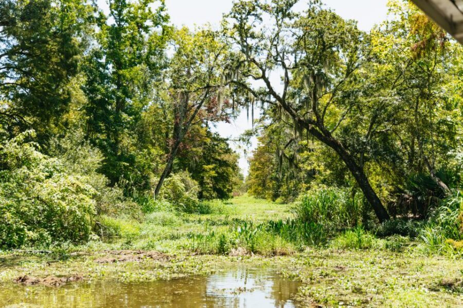New Orleans: Bayou Tour in Jean Lafitte National Park - A Bayou Escape from New Orleans Without the All-Day Commitment