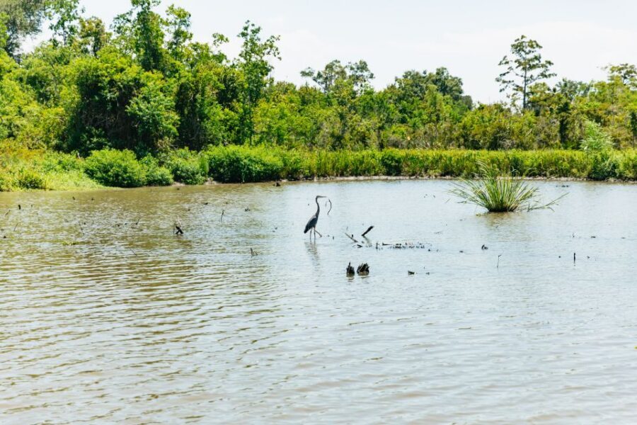 New Orleans: Bayou Tour in Jean Lafitte National Park - The Pontoon Ride Through Barataria Preserve Waters