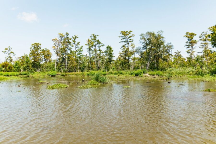 New Orleans: Bayou Tour in Jean Lafitte National Park - Wildlife Focus: Alligators, Big Birds, Turtles, and Snakes