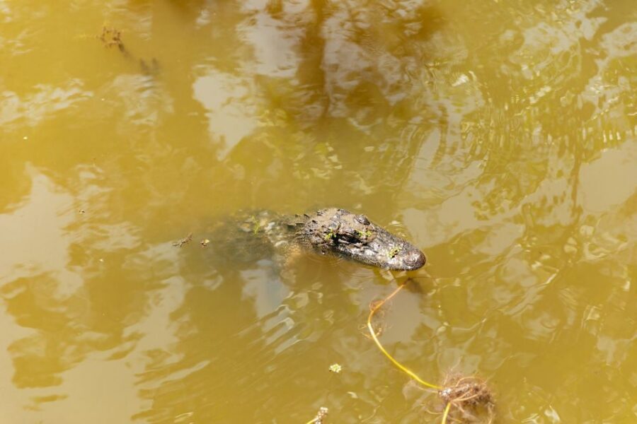 New Orleans: Bayou Tour in Jean Lafitte National Park - Sunshine the Pig and Patrick the Possum: The Cute Break in the Wild