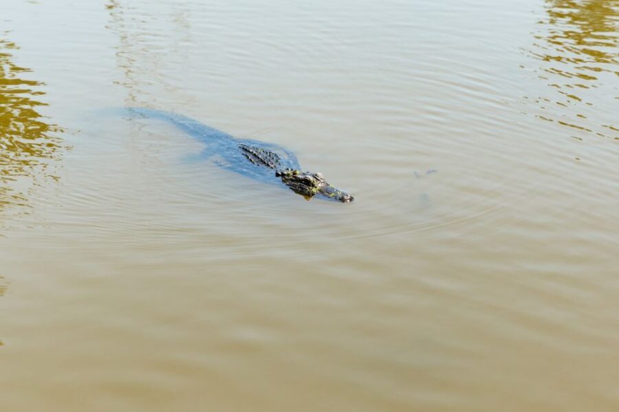 New Orleans: Bayou Tour in Jean Lafitte National Park - Cajun Lunch Nearby: Not Included, but a Solid Plan