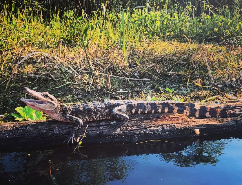 New Orleans: BYOB Tiki Boat Bayou Party and Wildlife Tour - Key Highlights That Matter on the Ground (Not Just on a Brochure)