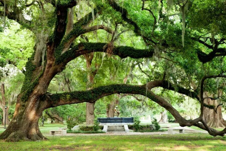New Orleans: City and Cemetery Bus Tour Garden District Walk - City Park and Café du Monde: ancient oaks plus a quick beignet game plan