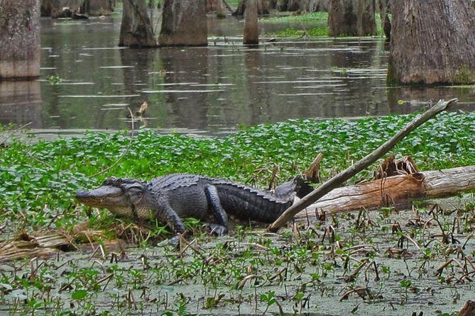 New Orleans City, Cemetery and Swamp Full-Day Tour - Wildlife expectations: how to think about gators without getting stressed