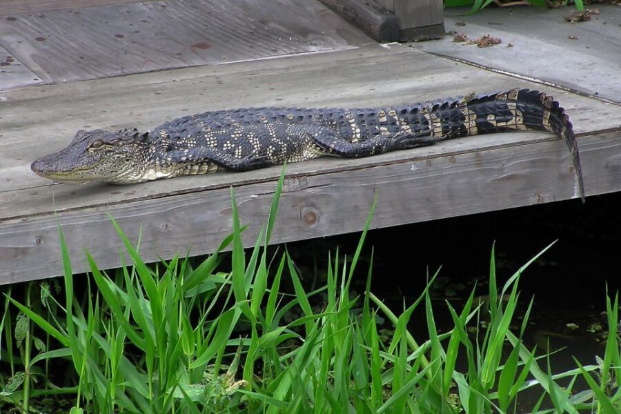 New Orleans: Destrehan Plantation & Airboat Combo Tour - Key Things You’ll Remember From This Combo Tour