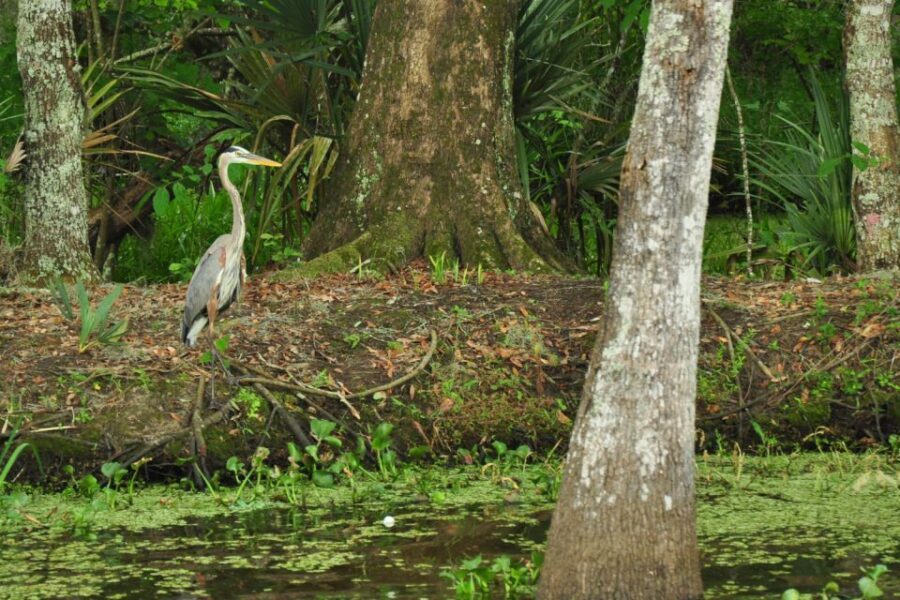 New Orleans: Destrehan Plantation & Airboat Combo Tour - From New Orleans Pickup to Lake Ponchartrain Shifts Into “Get Ready”