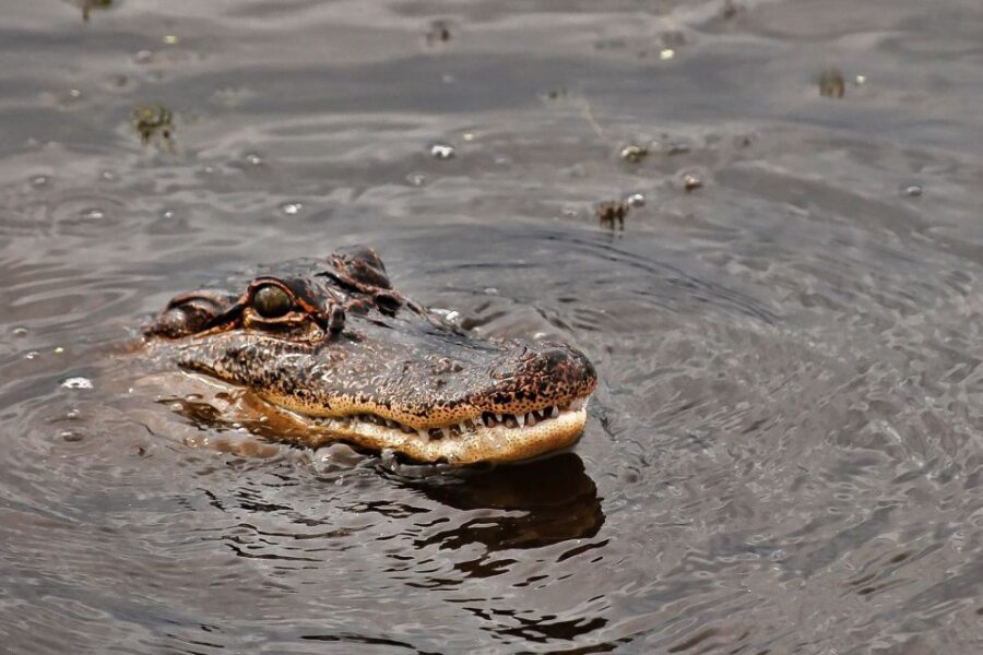 New Orleans: Destrehan Plantation & Airboat Combo Tour - The Airboat Ride: Fast, Fun, and Built for Wildlife Watching