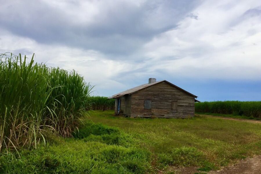 New Orleans: Destrehan Plantation & Airboat Combo Tour - Wildlife Reality Check: Gators Are There, but Sightings Vary