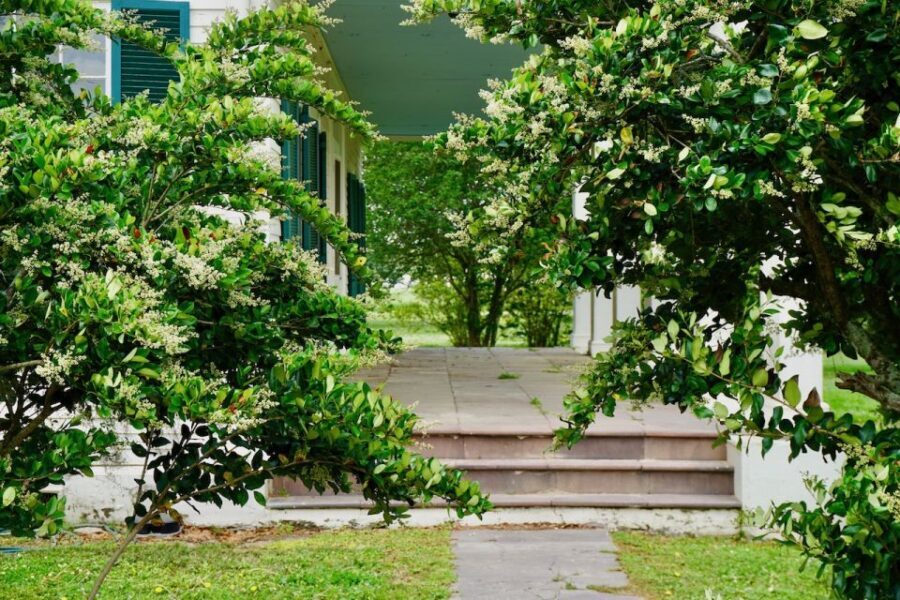 New Orleans: Felicity Plantation Guided Tour - Should you expect a big group feel or a more personal tour?