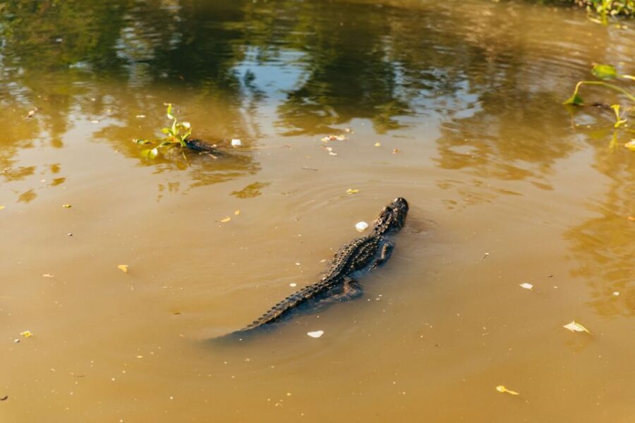 New Orleans: Guided Swamp Cruise by Tour Boat - Why This Barataria Swamp Cruise Works Better Than a Usual City Tour