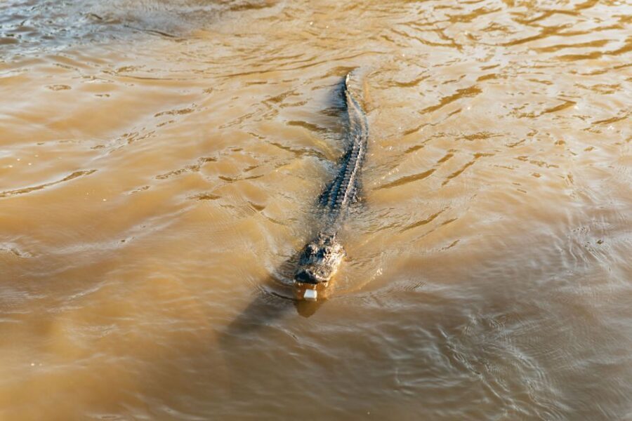 New Orleans: Guided Swamp Cruise by Tour Boat - Price and Value: Is $35 a Good Deal?