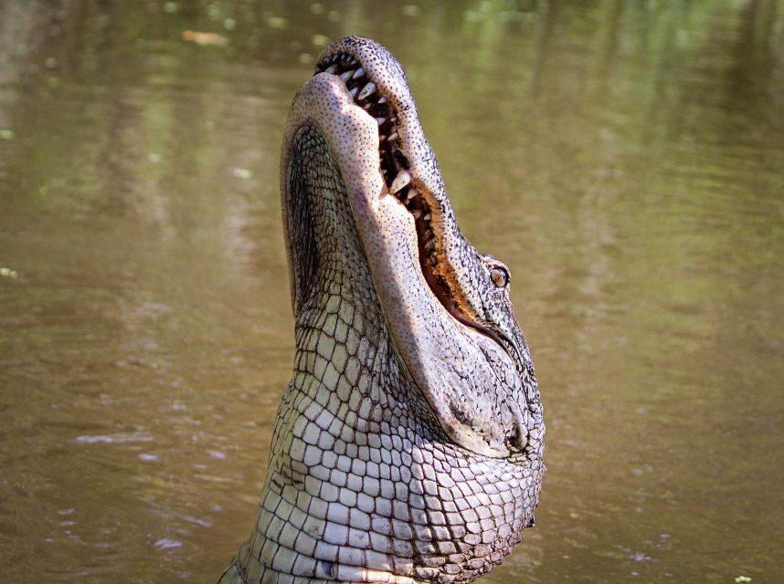 New Orleans: High Speed 16 Passenger Airboat Ride - Wildlife Encounters You Can Actually Plan For (And What Changes)
