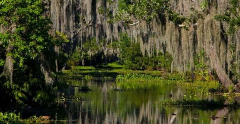 New Orleans: High Speed 16 Passenger Airboat Ride - The Airboat Itself: Stadium Seating and Close-Up Gator Viewing