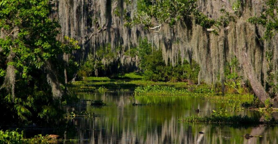 New Orleans: High Speed 16 Passenger Airboat Ride - The Airboat Itself: Stadium Seating and Close-Up Gator Viewing