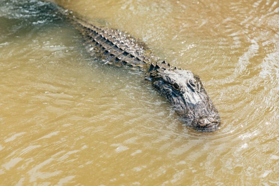 New Orleans: High Speed 9 Passenger Airboat Tour - From French Quarter to Marrero Swamps: how the logistics really feel