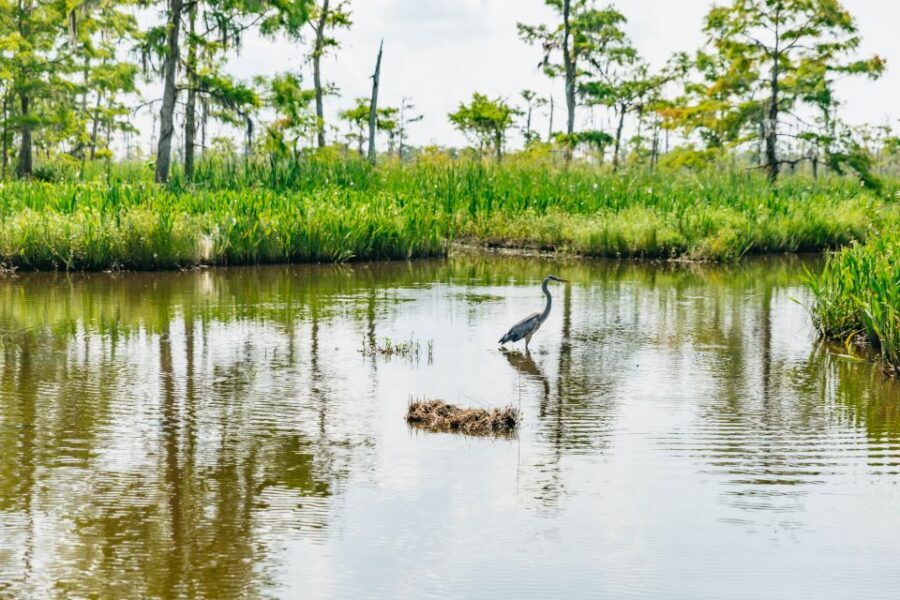 New Orleans: High Speed 9 Passenger Airboat Tour - Cajun wetland life: what you learn between the wildlife sightings