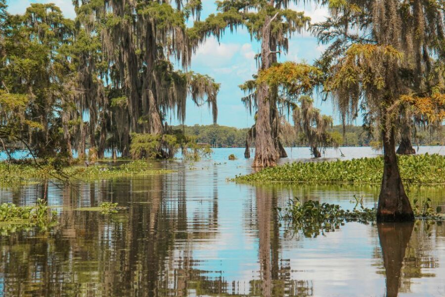 New Orleans: High Speed 9 Passenger Airboat Tour - Wildlife spotting odds: what to expect and how to improve your chances