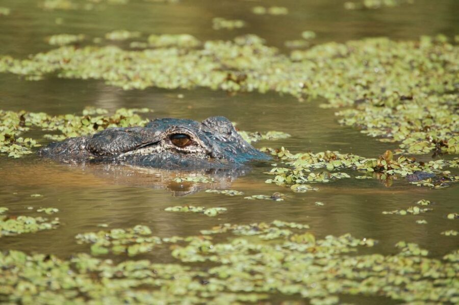 New Orleans: High Speed 9 Passenger Airboat Tour - Seating, safety, and who should skip this one